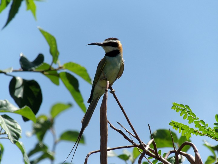 YGSGC Day 15: Serengeti National Park – Karatu, Tanzania