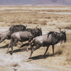 42 Day Nairobi to Victoria Falls Adventure Tour