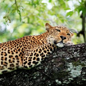 29 Day South Africa to Kenya Overland