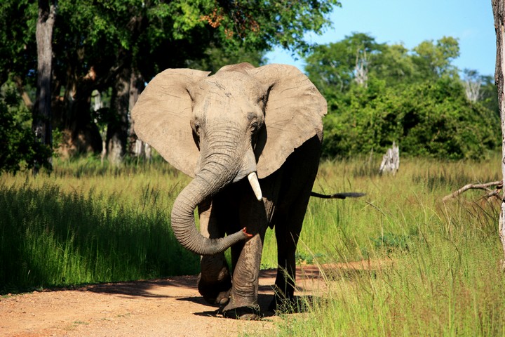 African Overland Tours Wildlife in South Luangwa National Park, Zambia
