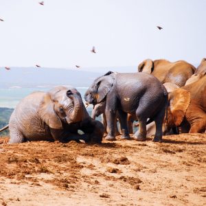 14 Day Garden Route Experience