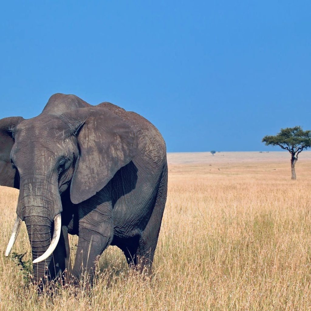 8 Day Unforgettable Encounters: Tanzania Family Safari