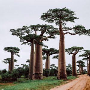 11 Day Madagascar Baobabs Tour