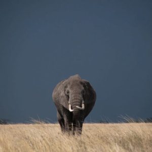 23 Day South African to Tanzania Tour