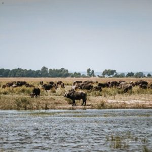 10 Day Discover Botswana: Desert to Delta Safari