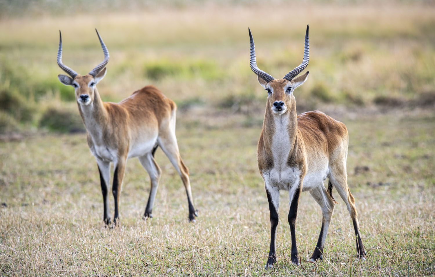 CV21 Day 14: Kalahari, Namibia