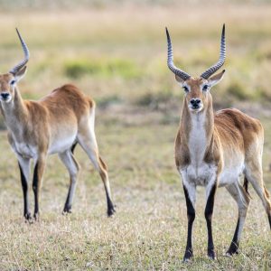 7 Day Botswana’s Migration Adventure