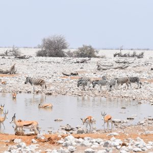 20 Day Cape Town to Victoria Falls Ultimate Lodge Tour