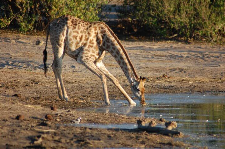 Etosha Namibia