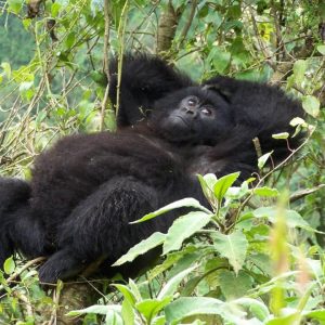 19 Day East Africa Overland Adventure: Kampala to Zanzibar