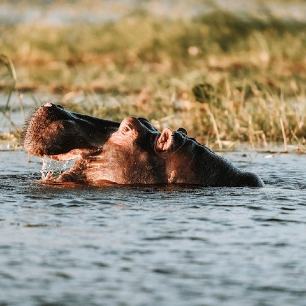 7 Day Botswana Wildlife Family Safari