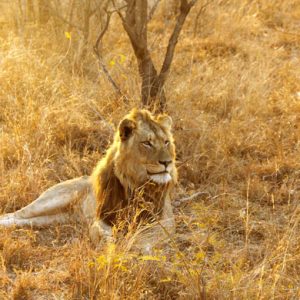 12 Day Cape Town, Kruger & Victoria Falls Tour