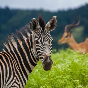 16 Day Best of Kruger & Garden Route Tour