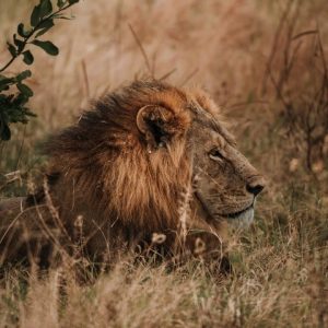 10 day Okavango, Vic Falls & Chobe Private Fly-In Safari