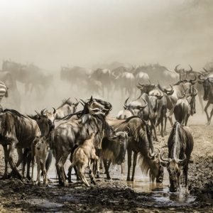 18 Day Masai Mara and Gorillas Explorer