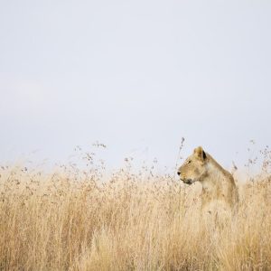 10 Day Best of Tanzania & Kenya Tented Camps