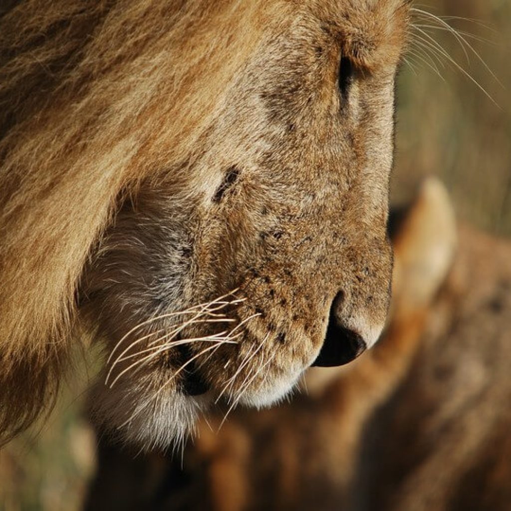 43 Day Kenya to Cape Town Tour