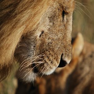 43 Day Kenya to Cape Town Tour