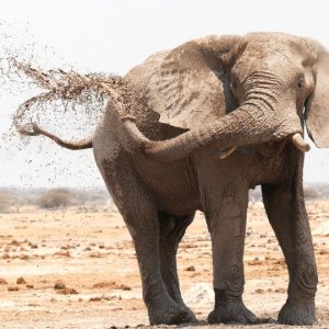 21 Day Ultimate Highlights of Namibia Private Safari
