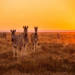 14 Day Namibia and Botswana Fully Serviced Tour