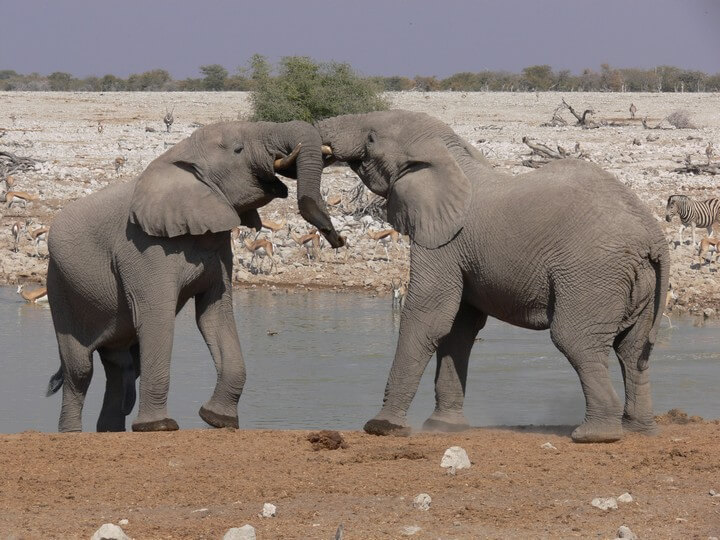 Namibia Elephants,