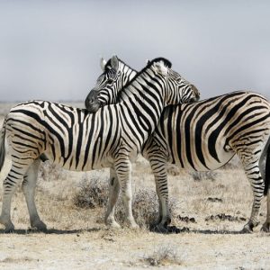 20 Day Cape Town to Victoria Falls Ultimate Overland (Premier)