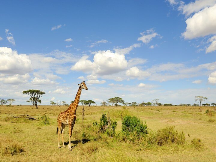 Giraffa in Serengeti National Park on an Overland
