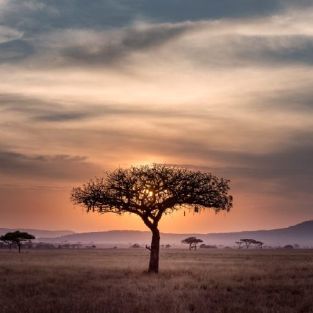 15 Day Tanzania and Kenya Tour – East Africa Migration