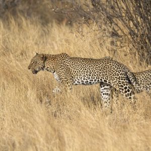 8 Day Kruger and Eswatini Lodge Tour