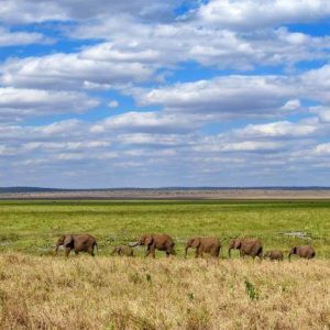 15 Day Kenya and Tanzania Premium Tour