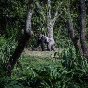 25 Day Gorillas to Zanzibar Overland Camping Adventure