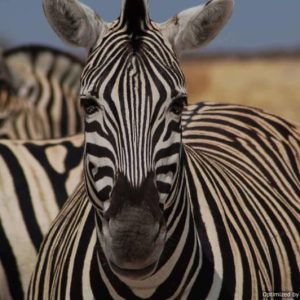 19 Day Livingstone to Cape Town Overland Tour