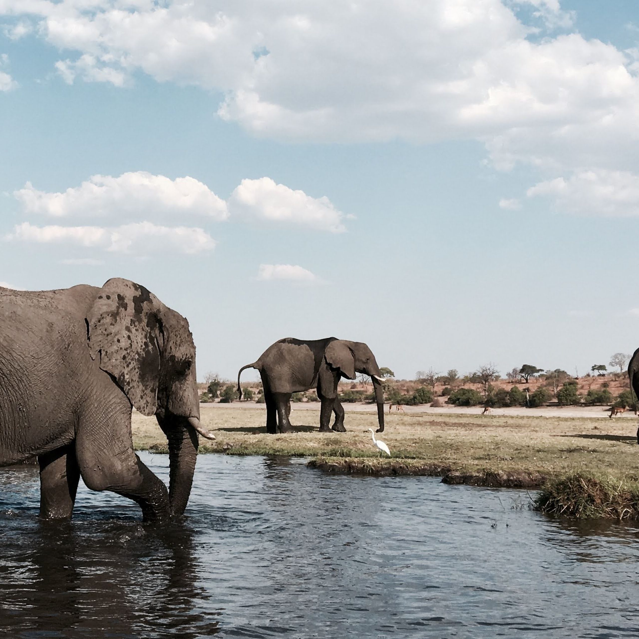 Elephants in Chobe on a Botswana Premium Small Group Safari Tour in Southern Africa