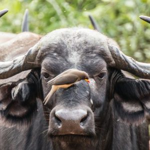 14 Day Southern Africa Safari