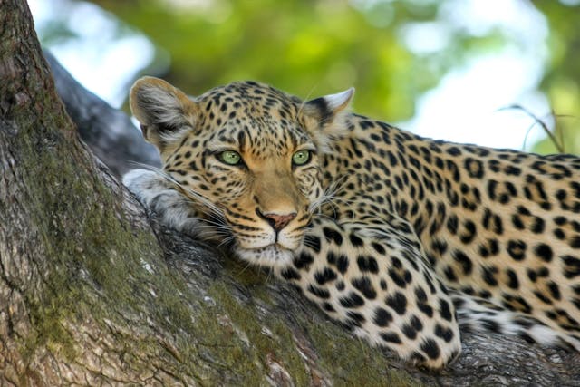 15 Day Kenya Game Parks and Gorillas Overland Safari Reviews