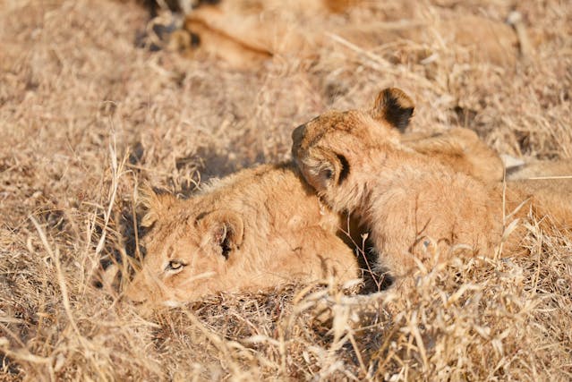 african overland tours reviews