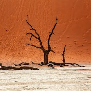 11 Day Premier Namibian Safari Explorer