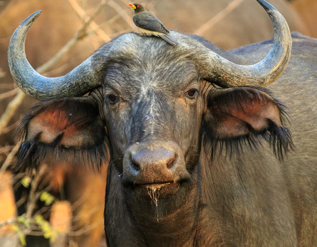 10 Day Okavango Delta and Chobe North Tour Reviews