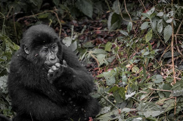 8 Day Uganda Gorilla Trekking Lodge Tour Reviews