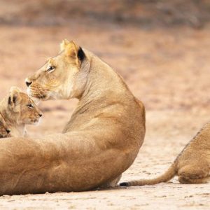 15 Day Wild Namibia & Desert Dreams Private Small Group Tour