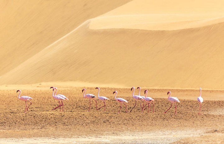 CV21 Day 14: Kalahari, Namibia