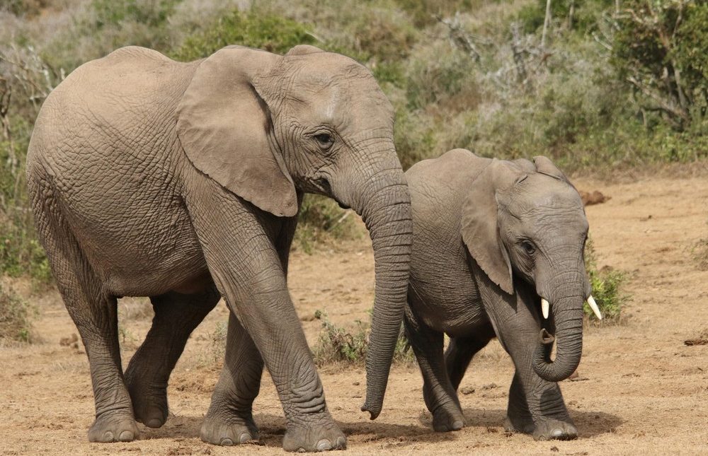 UBOH Day 8: Addo Elephant National Park, South Africa