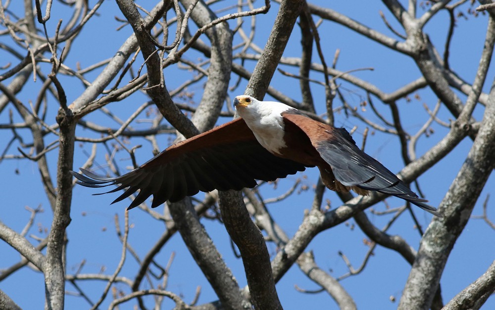 Fish Eagle in Flight over Lake Kariba