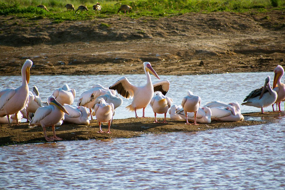 Birds at Lake Nakuru National Park, Nakuru, Kenya