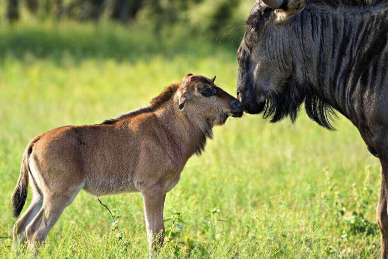 Your Month-by-Month Guide to the Great Migration in Tanzania