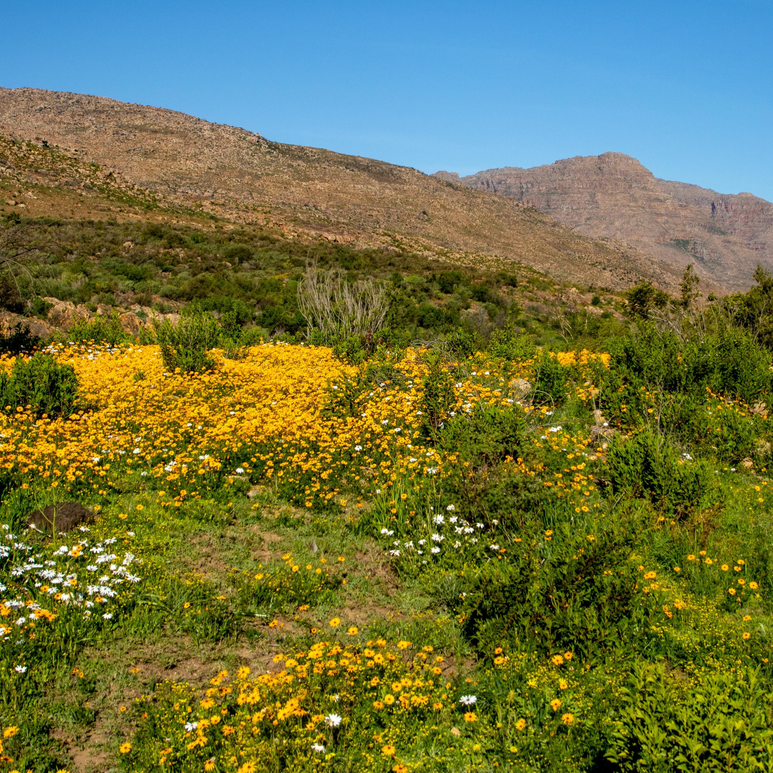 Budget Cederberg Tours