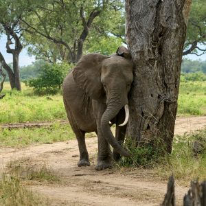 22 Day Livingstone to Nairobi Overland Explorer