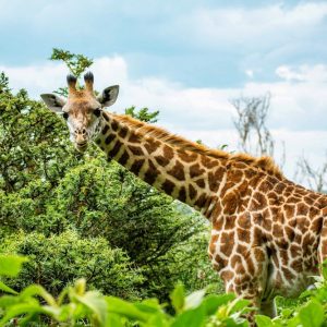 8 Day Nairobi to Nairobi: Majestic Kenya Safari