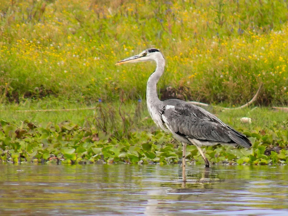 YGFAC Day 12: Lake Naivasha, Kenya