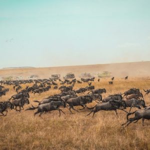 18 Day Masai Mara and Gorillas Explorer